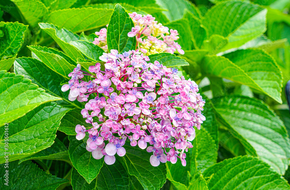 Hydrangea, pink lilac flowers on a background of bright green leaves. Hydrangea, pink lilac flowers on a background of bright green leaves.