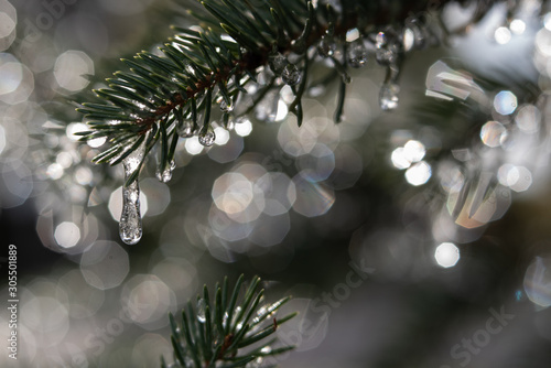 Frozen water droplets on pine tree with bokeh