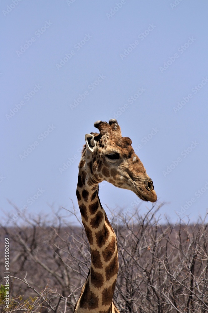 Obraz premium Giraffe portrait. Standing alone in Etosha Nationalpark, Namibia, and looking around