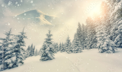 Fototapeta Naklejka Na Ścianę i Meble -  Amazing wintry landscape . Winter mountain forest. frosty trees and Majestic Mountain on background, glow under warm sunlight. picturesque nature scenery. Christmas landscape with Falling snow.