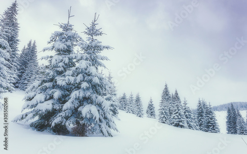 Beautiful winter landscape. Christmas landscape with Falling snow, snowflake. Holiday winter landscape background for Merry Christmas and Happy New Year. Holiday Postcard. © jenyateua