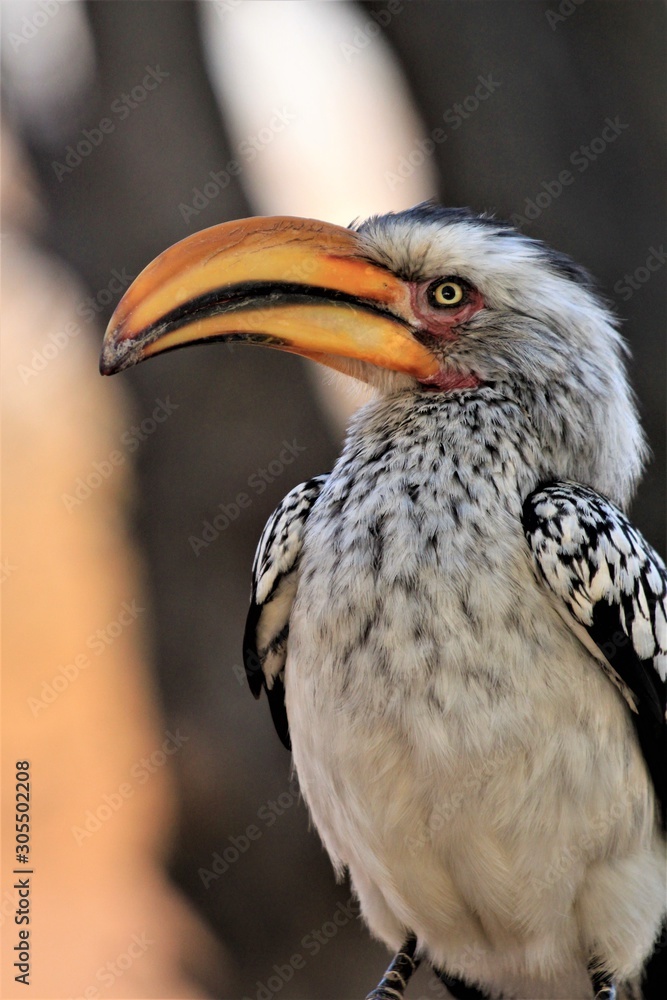 Fototapeta premium Closeup from a southern yellow-billed hornbill (Tockus leucomelas) in Namibia, Africa