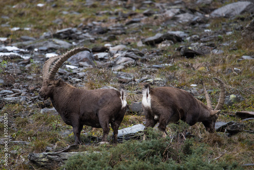 Two male alpine ibex with big horns in their natural environment: rocks. photo