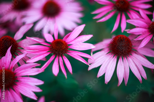 natural background with beautiful pink flowers Echinacea bloomed in the summer garden