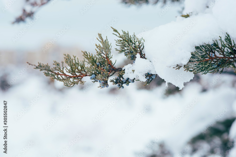Snow covered christmas branch out brightly against the light tones of snow covered scene. Copy space for your text.