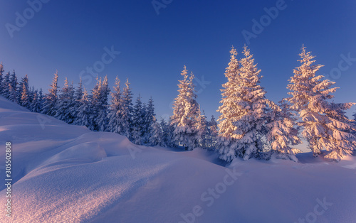 Wonderful picturesque Scene. Awesome Winter landscape with colorful sky. Incredible view of Snow-cowered trees, glowing sunlit, during sunset. Amazing wintry background. Fantastic Christmas Scene. © jenyateua