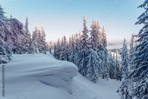 Scenic image of fairy-tale woodland in winter. Snow-cowered pine trees under sunlit. Fantastic Frosty Morning in the Wintry Forest. Impressive picture of wild area. Winter Landscape during sunset