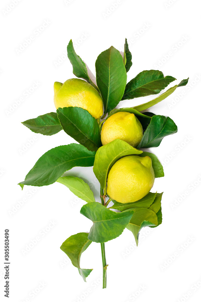 lemons on branch isolated on white background lemons on branch isolated on white background