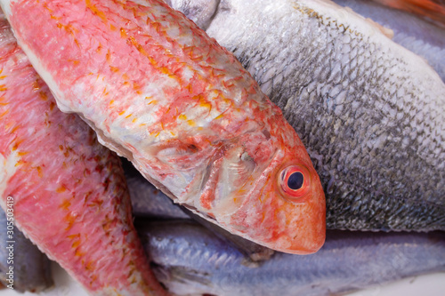 top view of varied fresh fish