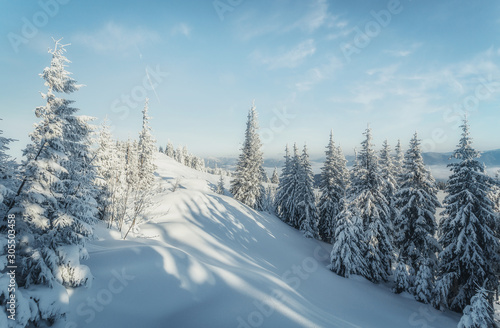 Wonderful wintry landscape. Winter mountain forest. frosty trees under warm sunlight. picturesque nature scenery. creative artistic image. Nature background. Christmas concept. for holiday postcard
