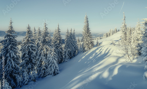 Wonderful wintry landscape. Winter mountain forest. frosty trees under warm sunlight. picturesque nature scenery. creative artistic image. Nature background. Christmas concept. for holiday postcard © jenyateua
