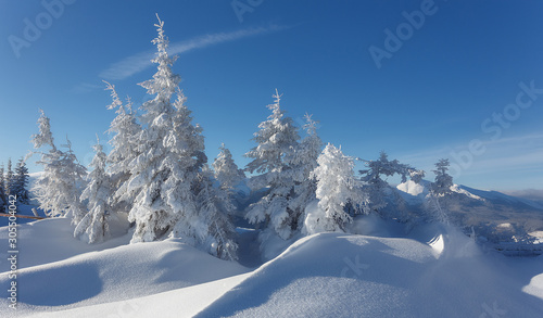 Stunning winter forest landscape in sunny day. Icy snowy fir trees glowin in sunlight. winter holiday concept. travel day. wonderland in winter. Amazing Nature background. Christmas holyday concept.