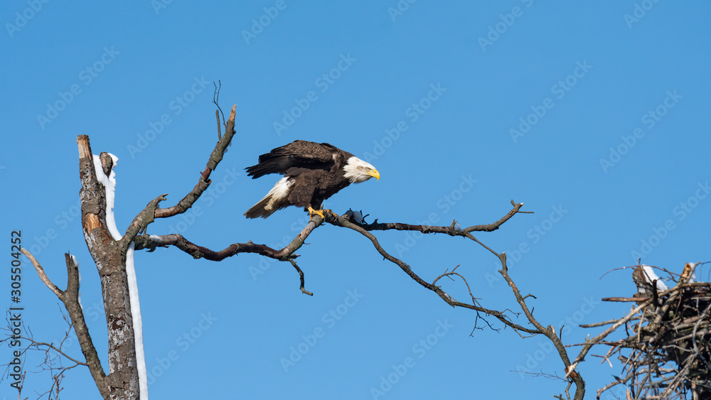An American Bald Eagle perched adjacent to its nest. An American Bald Eagle perched adjacent to its nest.