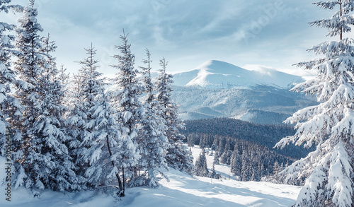 Majestic Carpathian Mountains in winter. Wonderful Wintry Landscape. Awesome alpine Highland at Sunny day. Amazing view on snowcovered mountains and white spruces under Sunlight sparkling in the snow © jenyateua