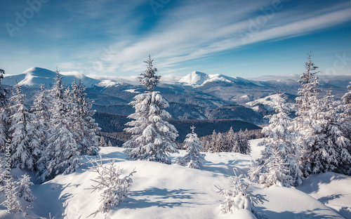 Majestic Carpathian Mountains in winter. Wonderful Wintry Landscape. Awesome alpine Highland at Sunny day. Amazing view on snowcovered mountains and white spruces under Sunlight sparkling in the snow © jenyateua