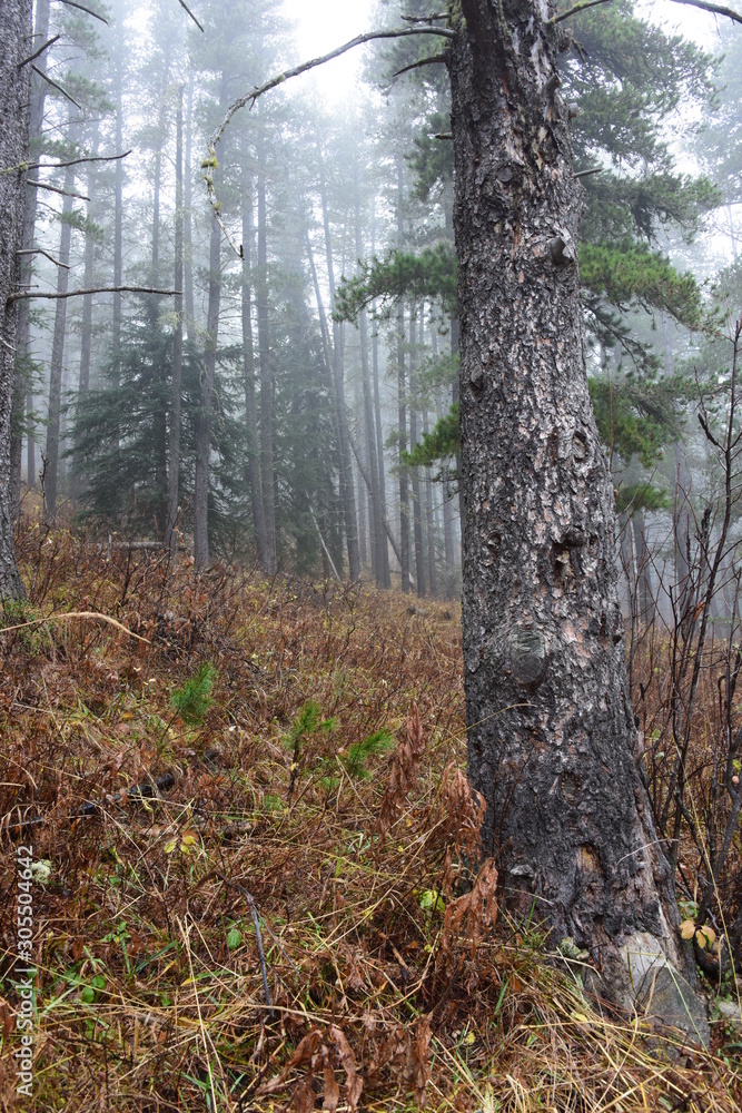 Naklejka premium Misty Forest with Lodge Pole Pine