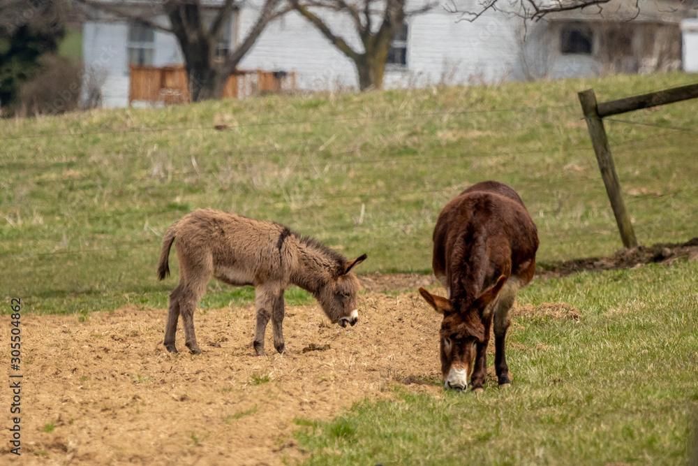 Donkey and Foal