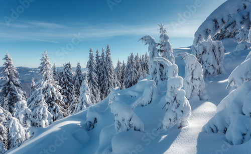 Splendid winter forest landscape in sunny day. Icy snowy fir trees glowin in sunlight. winter holiday concept. travel day. wonderland in winter. Amazing Nature background. Christmas holiday concept