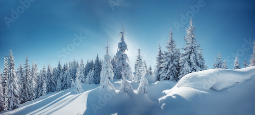 winter landscape trees in frost. Bright winter morning in alpine mountains with snow covered fir trees. Wonderful mountain scenery, Happy New Year celebration concept. Nature landscape