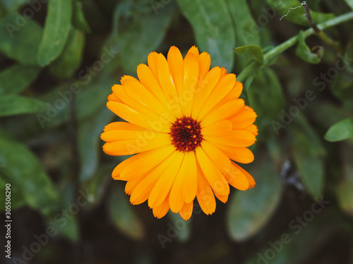 Deep orange flower heads of Pot marigold or ruddles  Calendula officinalis 