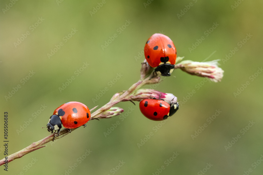Fototapeta premium ladybug on green leaf