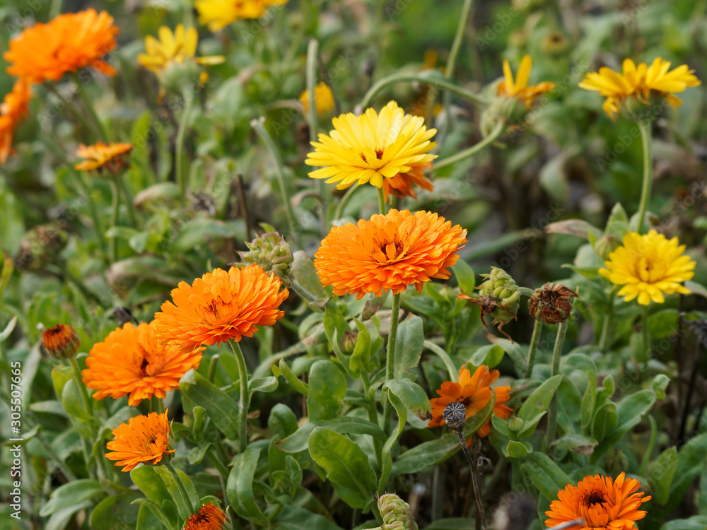 Yellow and orange flower heads of Pot marigold or ruddles (Calendula officinalis) Yellow and orange flower heads of Pot marigold or ruddles (Calendula officinalis)