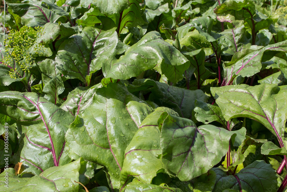 Fototapeta premium lettuce, leek, dill and other plants grow in the garden