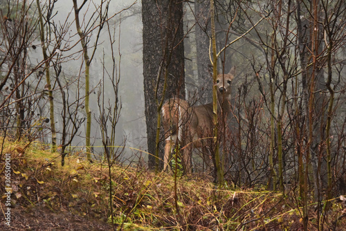 White Tail Deer in Camouflage with mist 