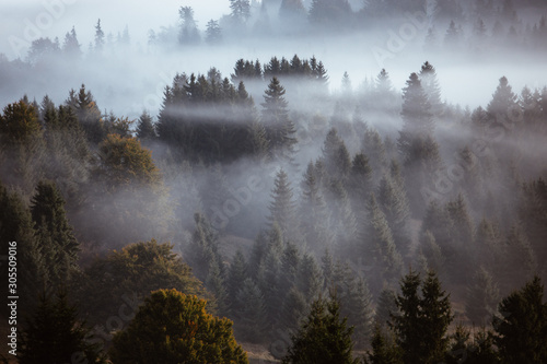 Moody misty forest landscape.