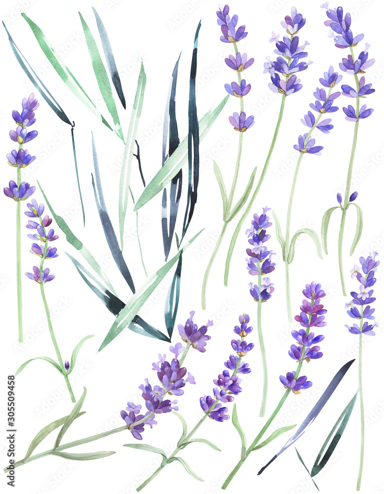 Obraz premium Watercolor lavender on an isolated white background, wild flowers, garden grass, leaves, stock floral illustration, hand drawing.