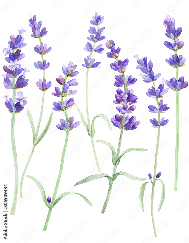 Naklejka premium Watercolor lavender on an isolated white background, wild flowers, provence, leaves, stock floral illustration, hand drawing.