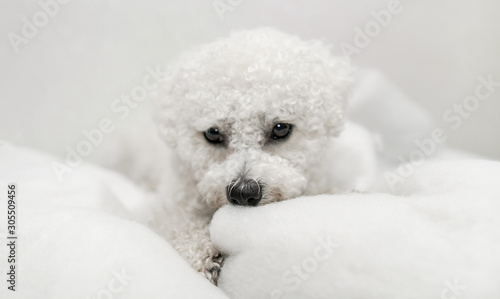 White Bichon dog on white background
