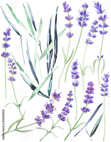 Watercolor lavender on an isolated white background  wild flowers   garden grass  leaves  stock floral illustration  hand drawing.