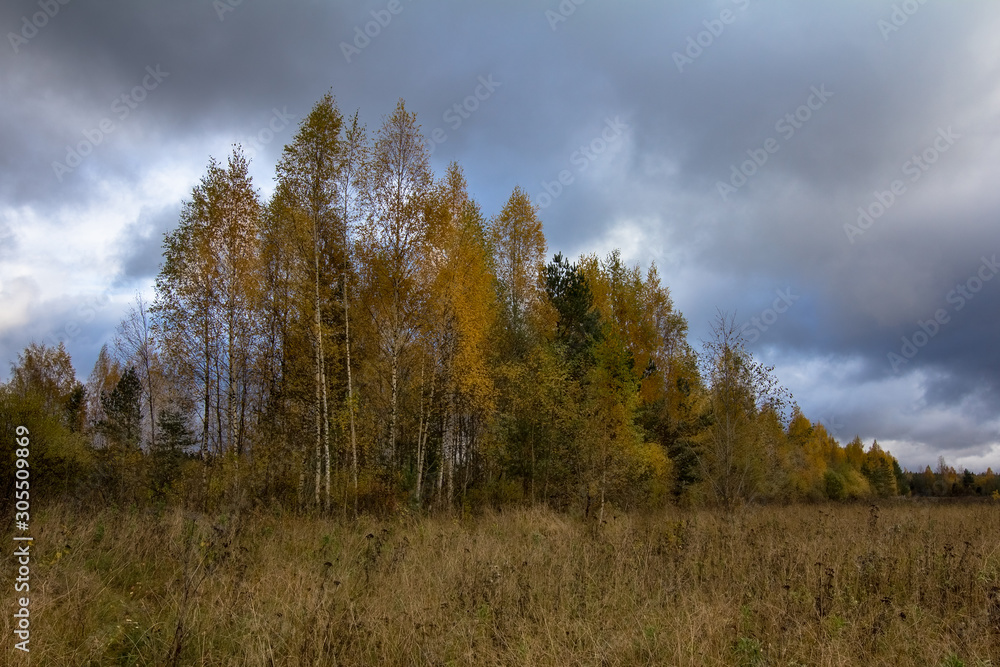 among the field covered with dry grass are trees with colorful foliage, autumn landscape, pastel colors among the field covered with dry grass are trees with colorful foliage, autumn landscape, pastel colors