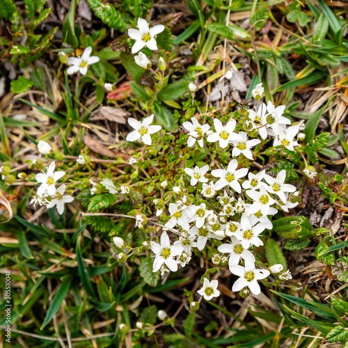 Fringed sandwort (Arenaria ciliata) - a flowering plant in the wild in the mountains. photo