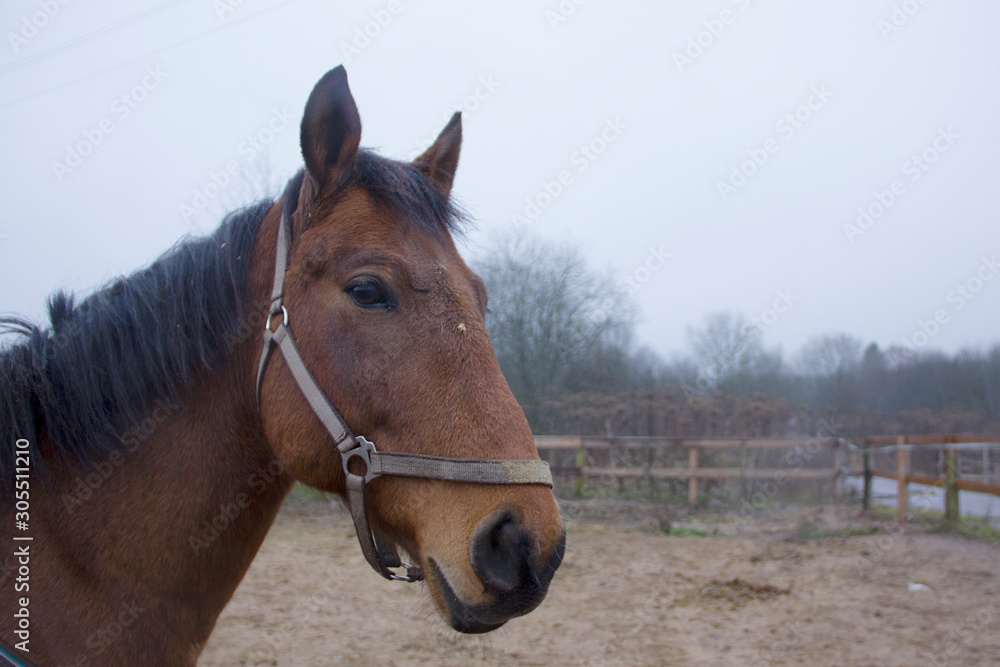Fototapeta premium Portrait of a beautiful brown horse. 