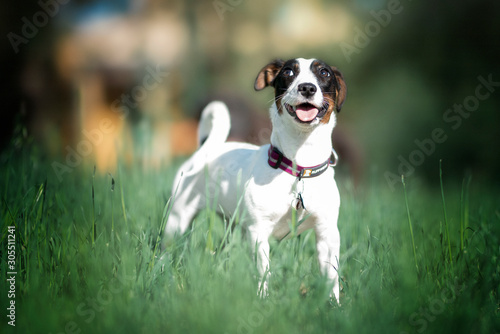 jack russell terrier