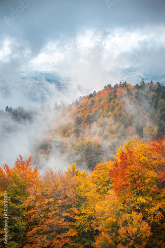 Golden autumn in mountain forest landscape © gilitukha