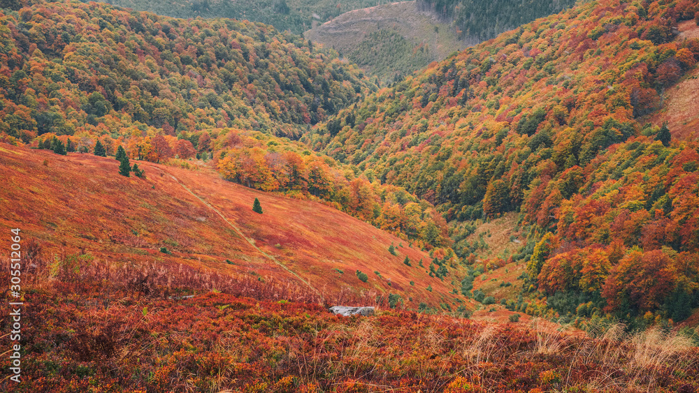 Beautiful autumn in Ukraine. Mountain hills covered red carpet leaves