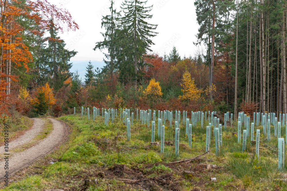 Wald Wald