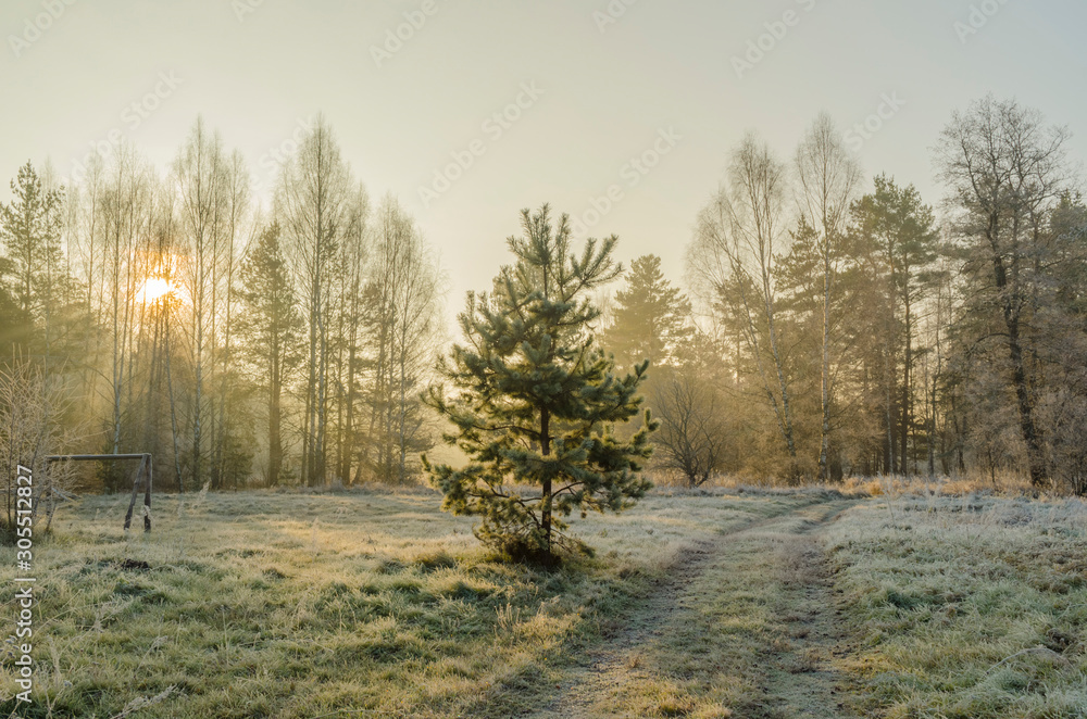 Fototapeta premium morning in the forest park