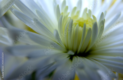 Light close up of white Chrysanteme flower / White flower background