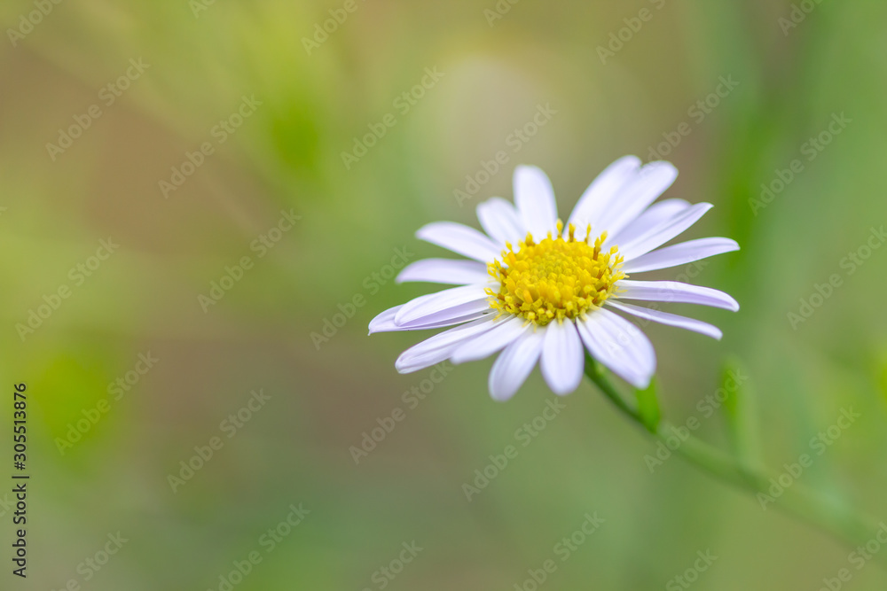 fresh Flower of grass tropical meadow for use as a background fresh Flower of grass tropical meadow for use as a background
