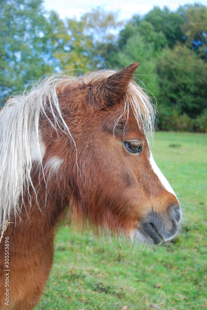 new forest pony portrait new forest pony portrait