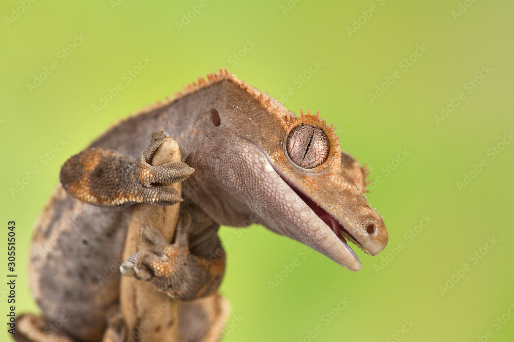 Rhacodactylus ciliatus lizzard from New Caledonia Rhacodactylus ciliatus lizzard from New Caledonia
