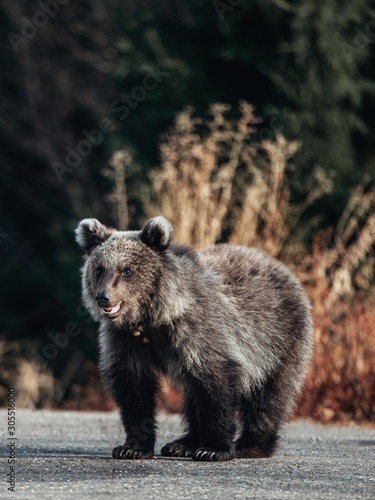 Portrait of a wild brown bear cub near the forest.