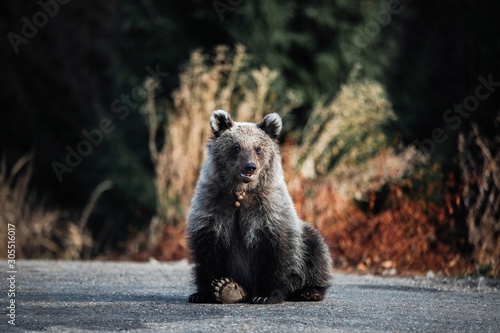 Wild beggar brown bear cub ...