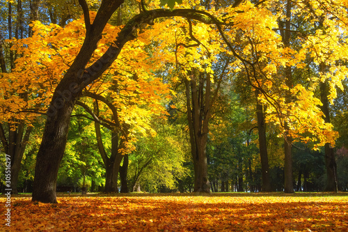 Scenic yellow trees in sunny forest. Autumn scene. Fall nature landscape. Colorful october season in park © dzmitrock87