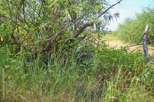 Willow Bush growing in the field