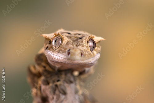 Rhacodactylus ciliatus lizzard from New Caledonia photo